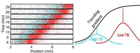  Figure 3. Spontaneous spatial organization of phenotypes during collective migration resolves the conflict between individuality and collective migration. A one-to-one mixture of E. coli cells with high (cyan) and low (red) tumble bias (TB) spontaneously sort themselves during travel so that the lower tumble bias cells, which climb gradient faster are in the front where the gradient is shallower and the high TB cells, which are slower, are in the back where the gradient is steeper17.